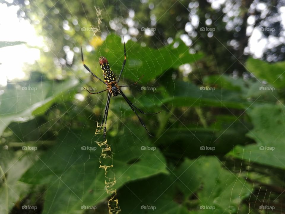 Garden spider on it's Web and green background