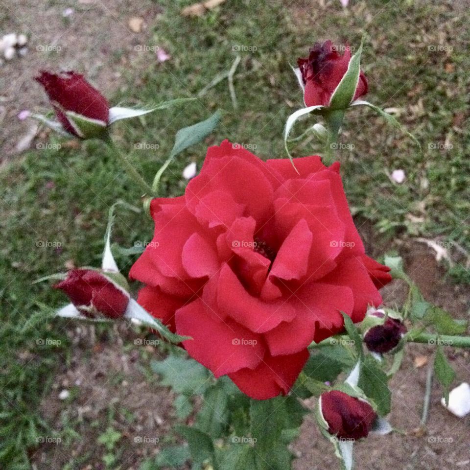 🌹 🇺🇸 Very beautiful flowers to brighten our day.  Live nature and its beauty. Did you like the delicate petals? / 🇧🇷 Flores muito bonitas para alegrar nosso dia. Viva a natureza e sua beleza. Gostaram das pétalas delicadas? 
