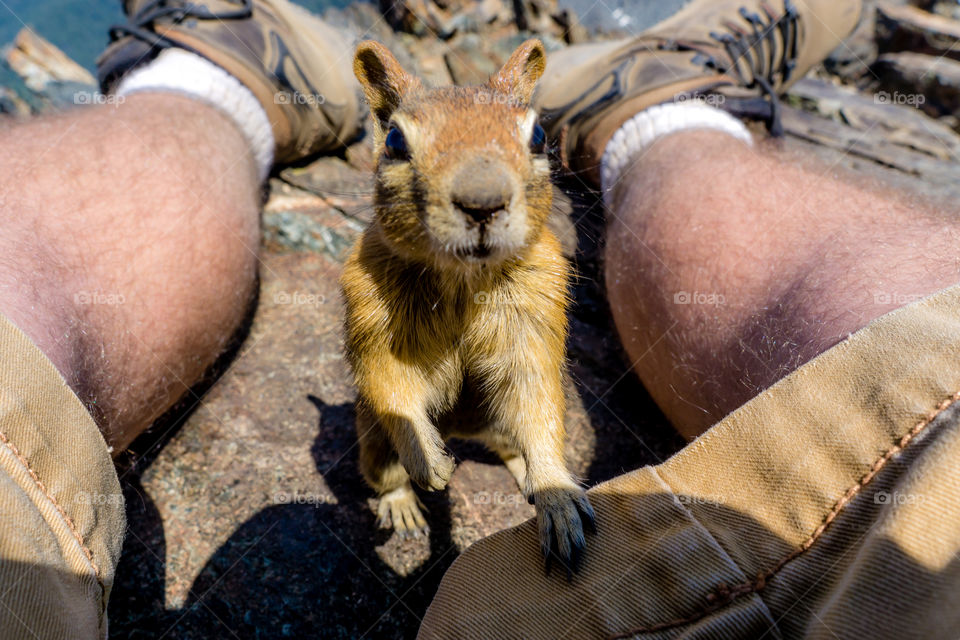 Squirrel looking for a hand-out