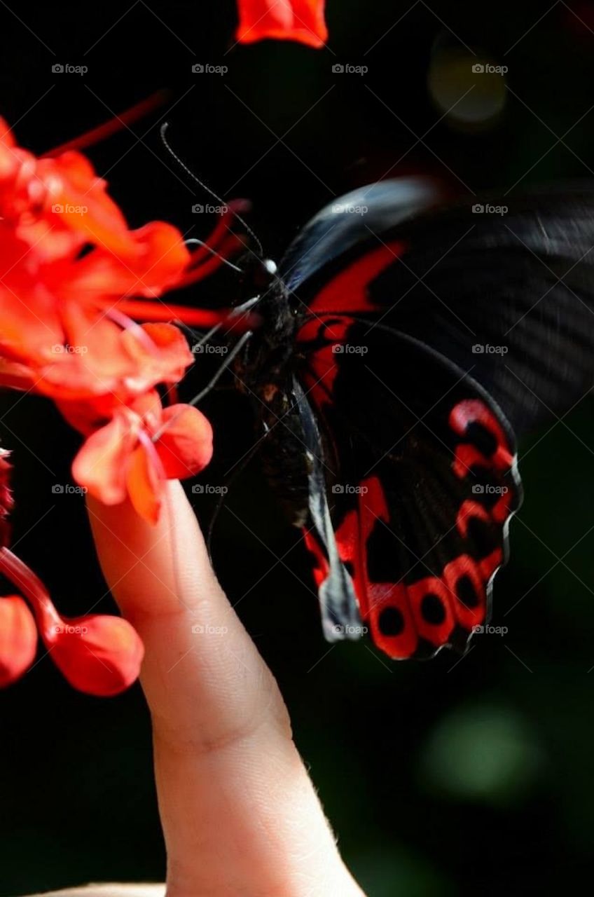 Butterfly red and black