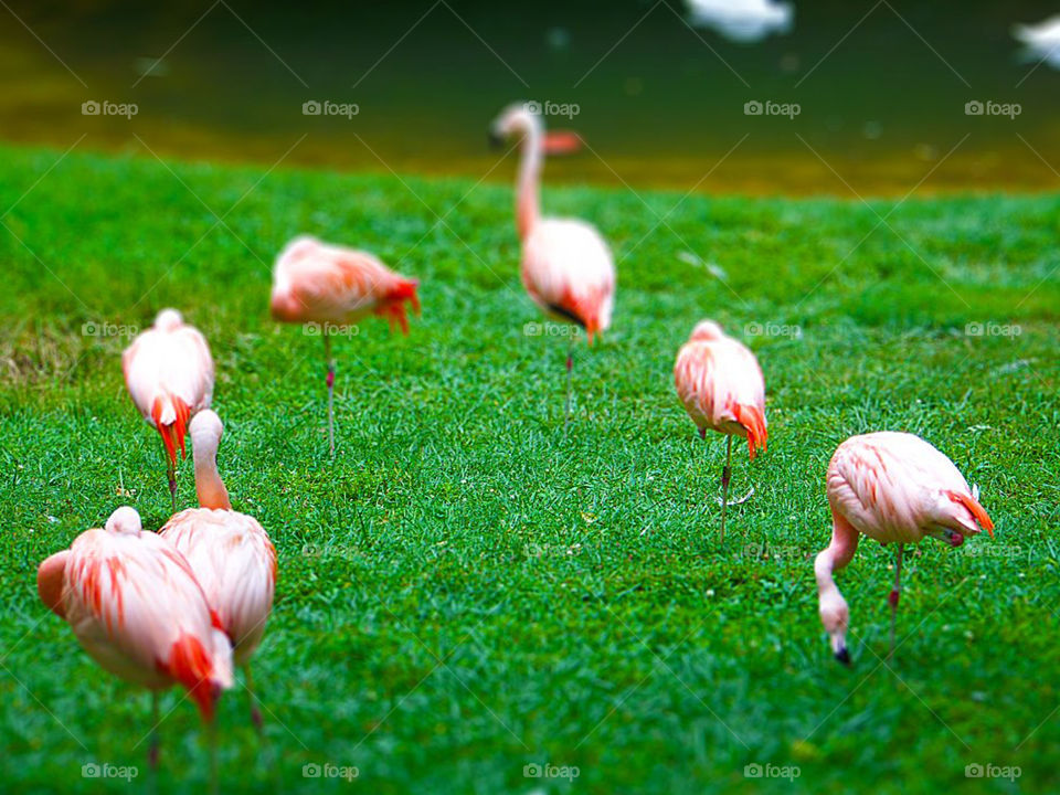 Pink Flamingos In Grass. I created a tilt shift effect to bring out the color of the flamingos and to add a unique look.