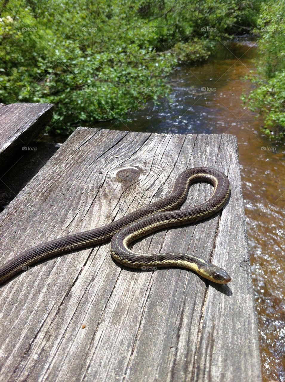 bridge stream snake beware by serenitykennedy