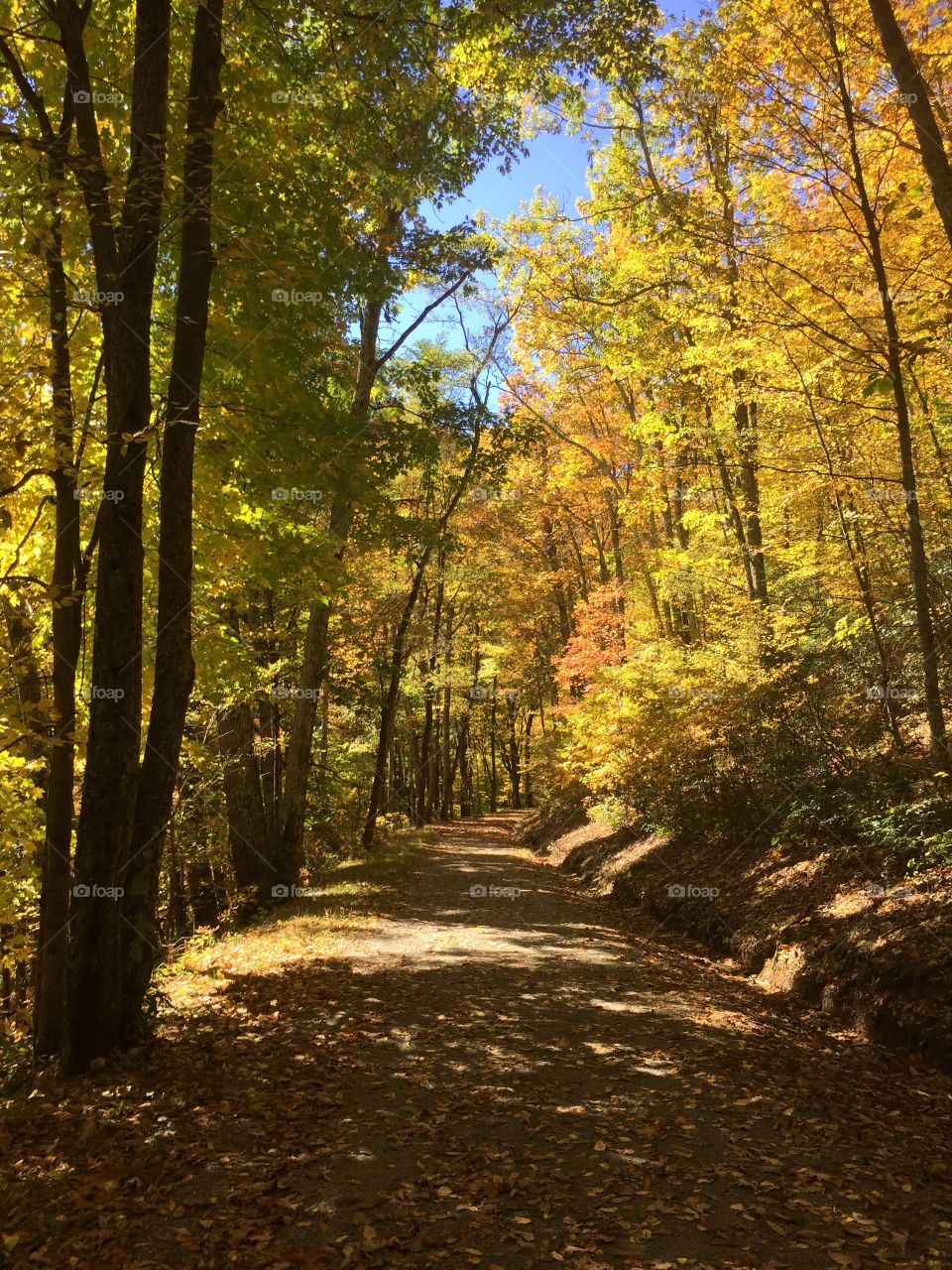 Shenandoah national park, Virginia 