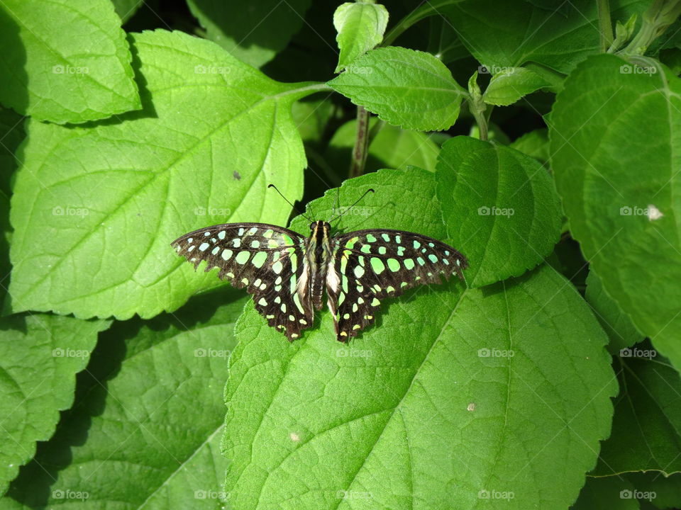 Malachite butterfly.