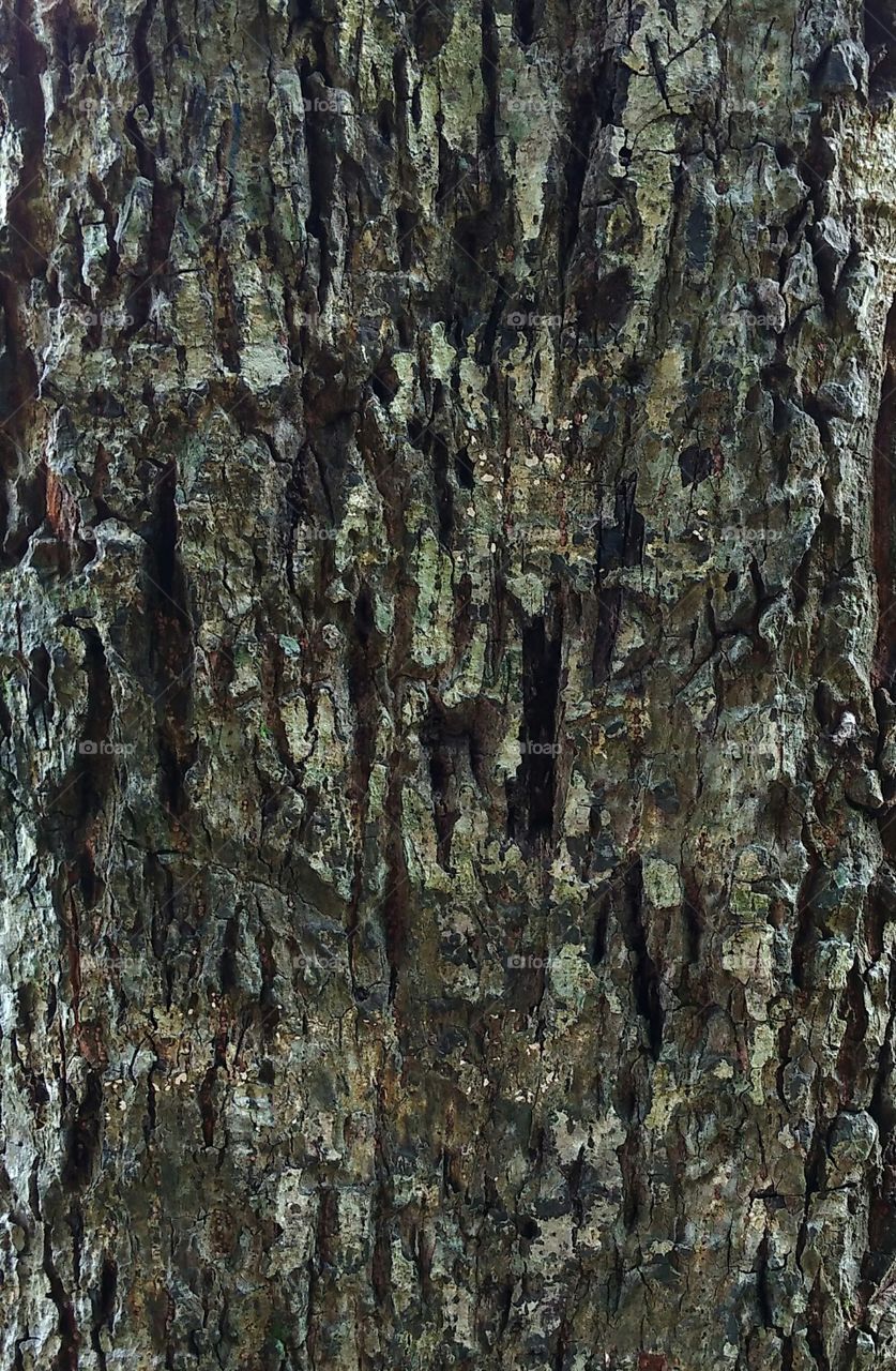 Texture of bark