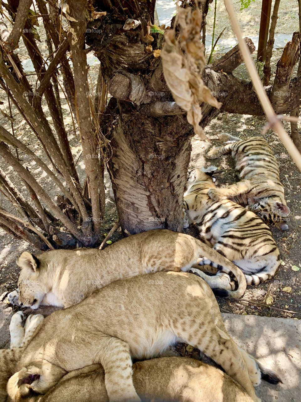 quiet hour in kindergarten for cubs of lions and tigers. Safari park "Taigan" in Crimea. 