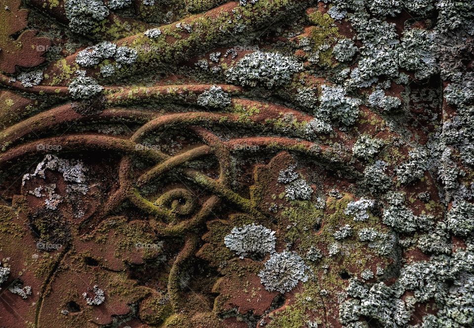 Lichens growing in a graveyard