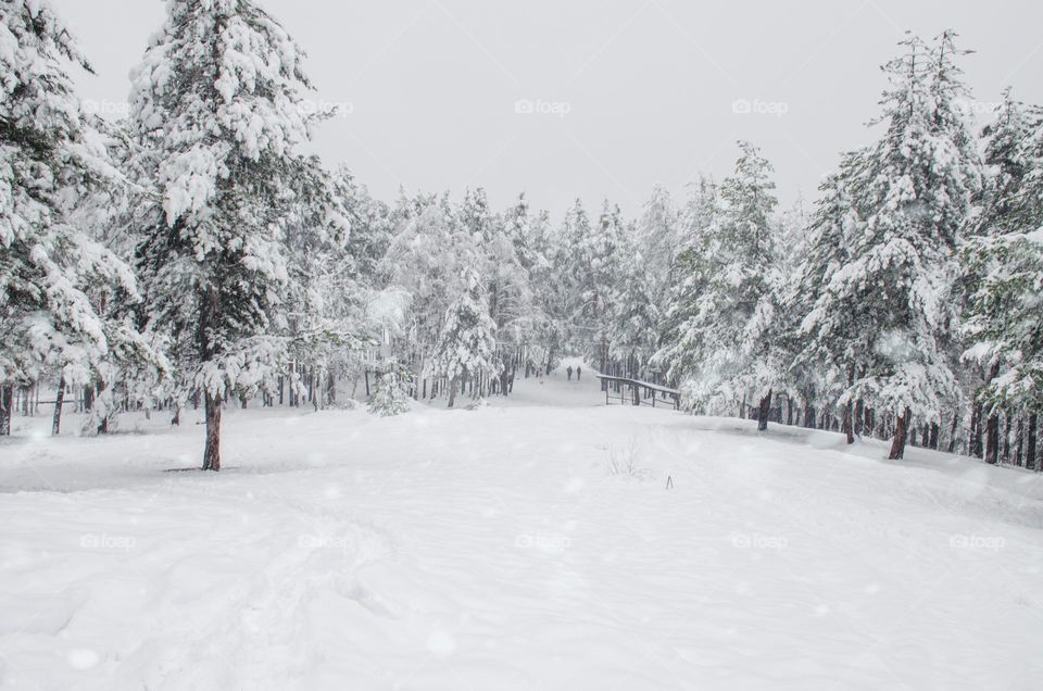 Beautiful Winter landscape