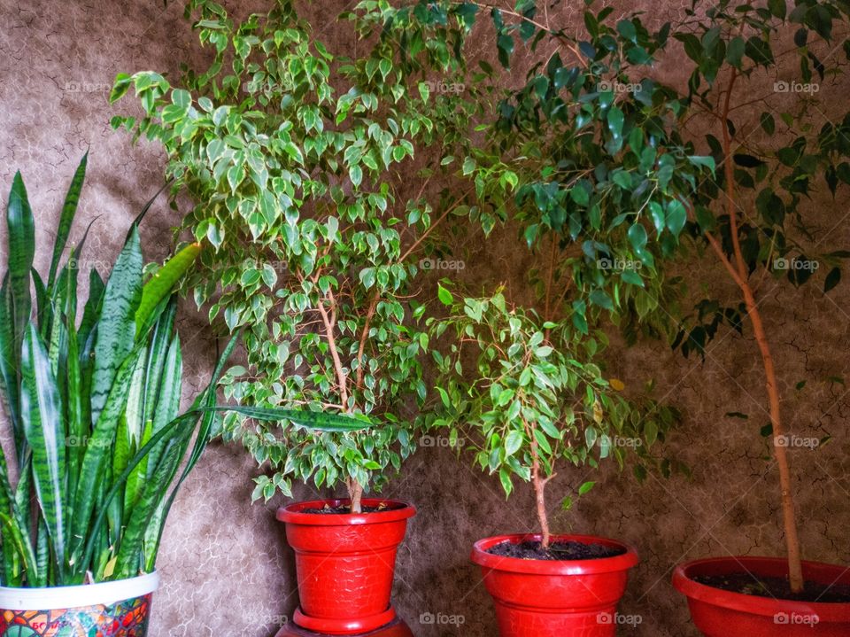 Three-lane sanseviera and ficus Benjamin in the green cornery of the house.