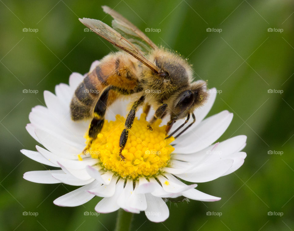 Honey bee on white flower