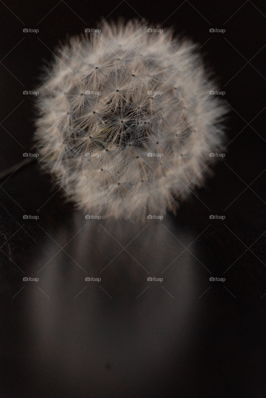 dandelion flower macro by lightanddrawing