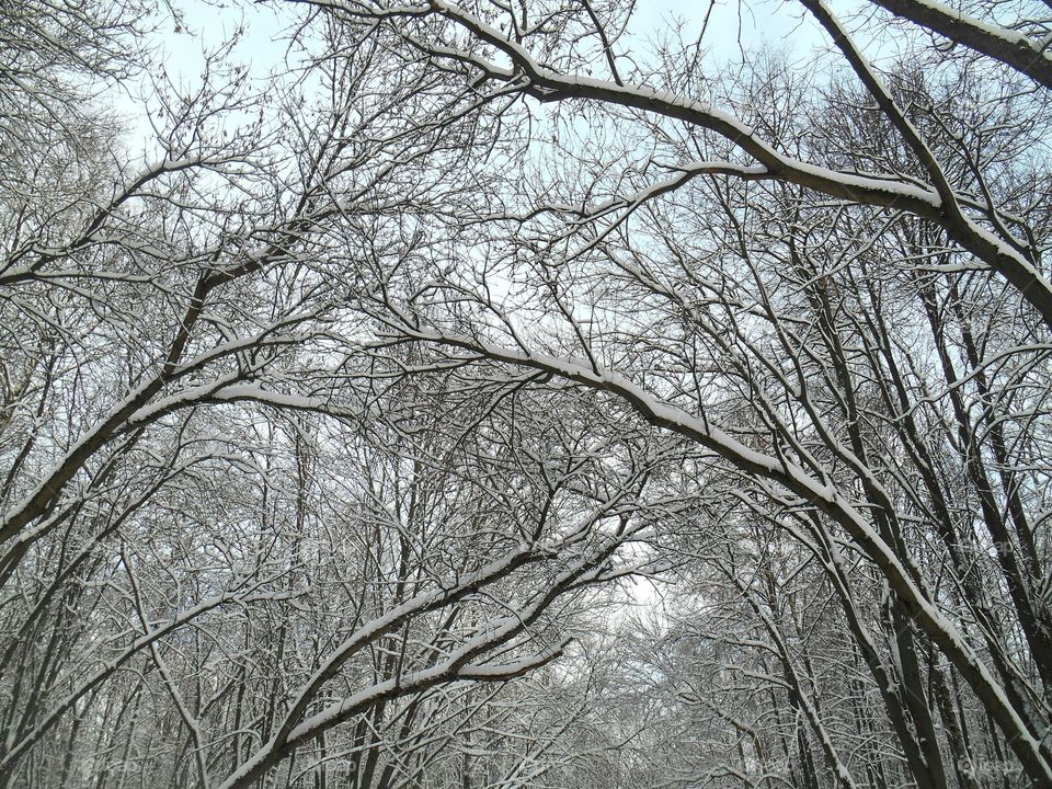 Tree, Wood, Branch, No Person, Winter