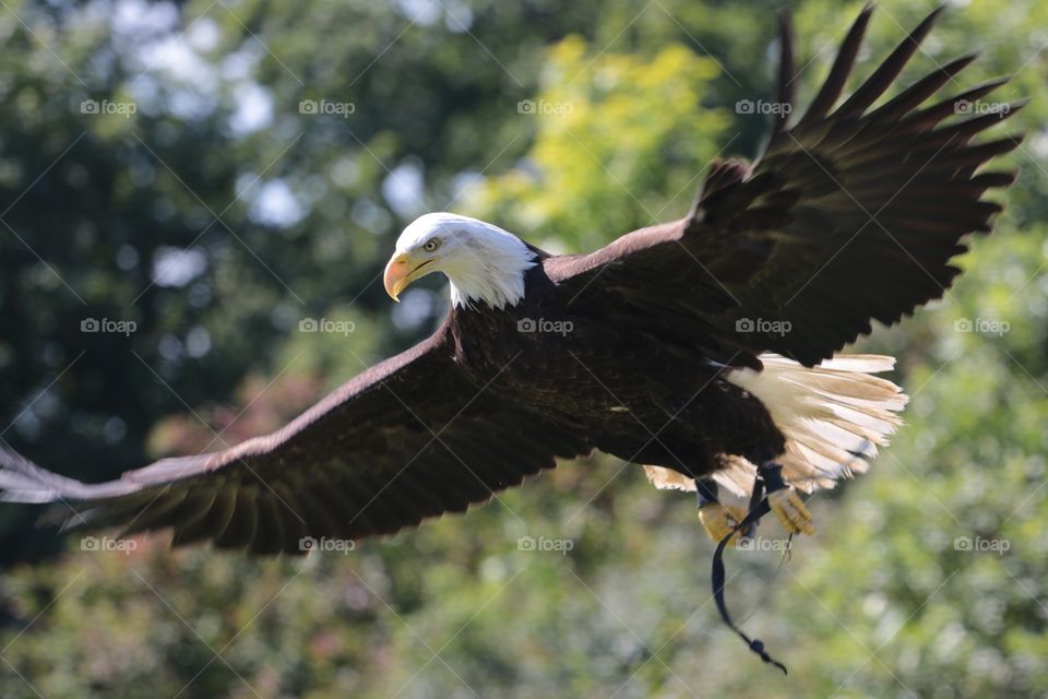 Eagle . Bird of Prey show at RHS Wisely gardens - was lucky to catch this bald eagle in flight. Magnificent bird.
