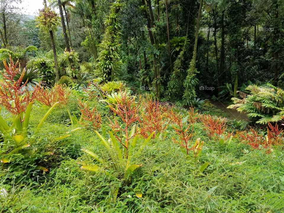 Exotic flowers