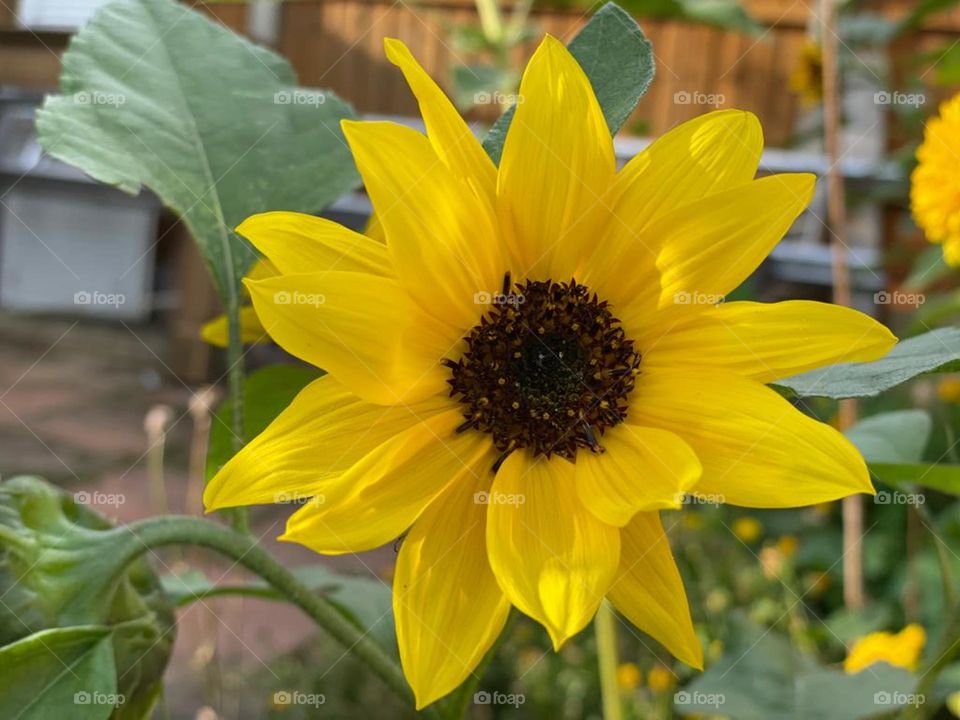 Sunflower