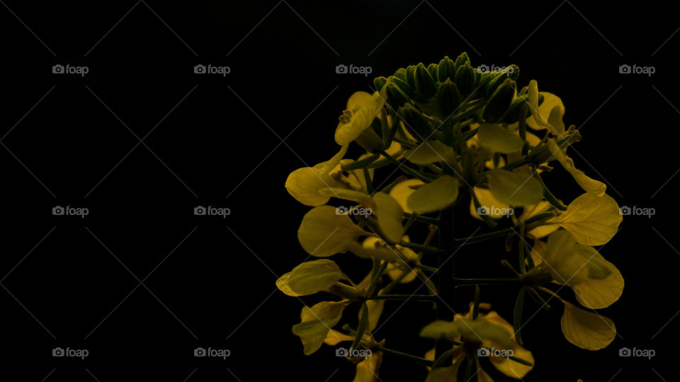 Yellow plant with black background 