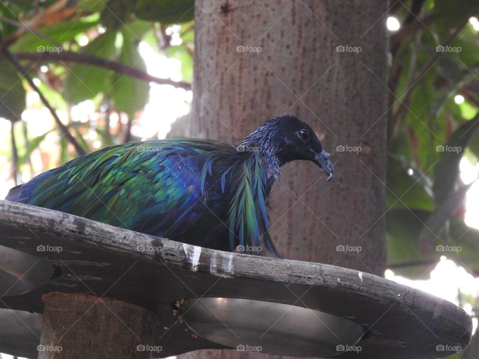 A close up of a bird