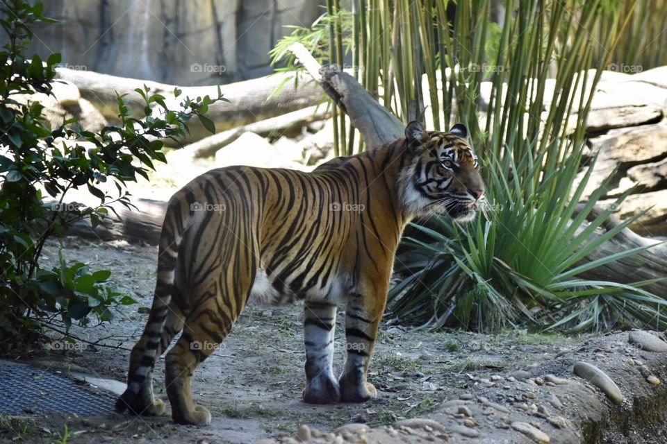Sumatran Tiger 