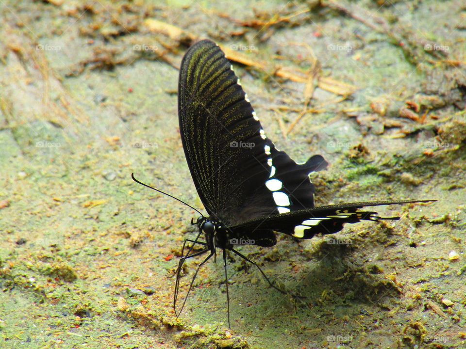 Beautiful butterfly Papilio polytes, the common Mormon, is a common species of swallowtail butterfly widely distributed across Asia.