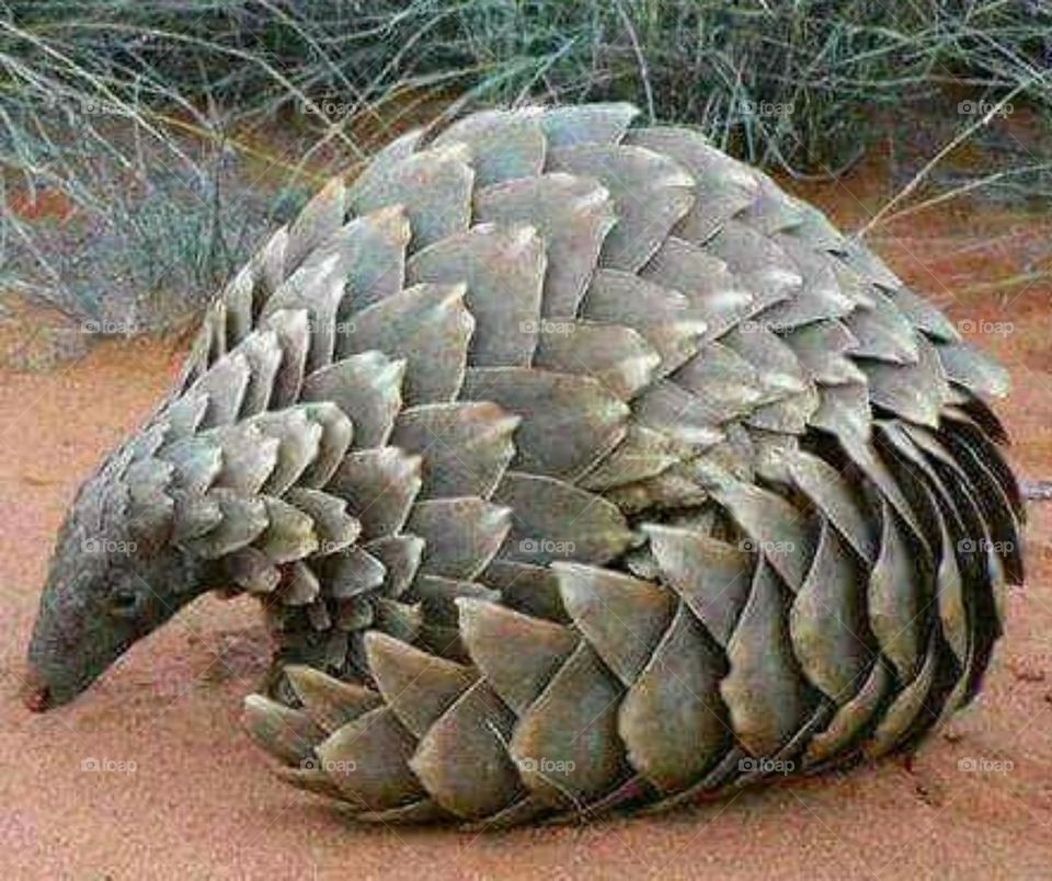 pangolin