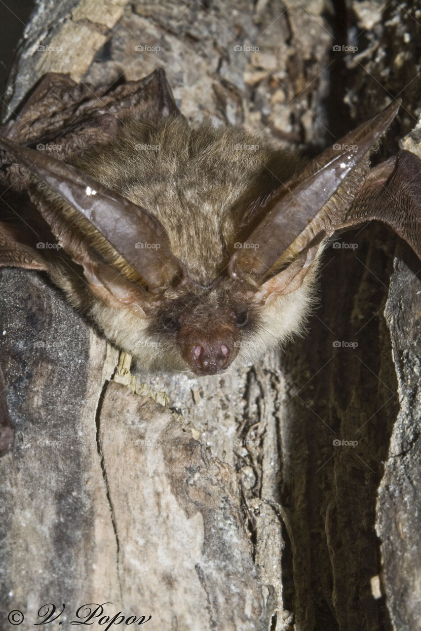 Grey long - eared bat