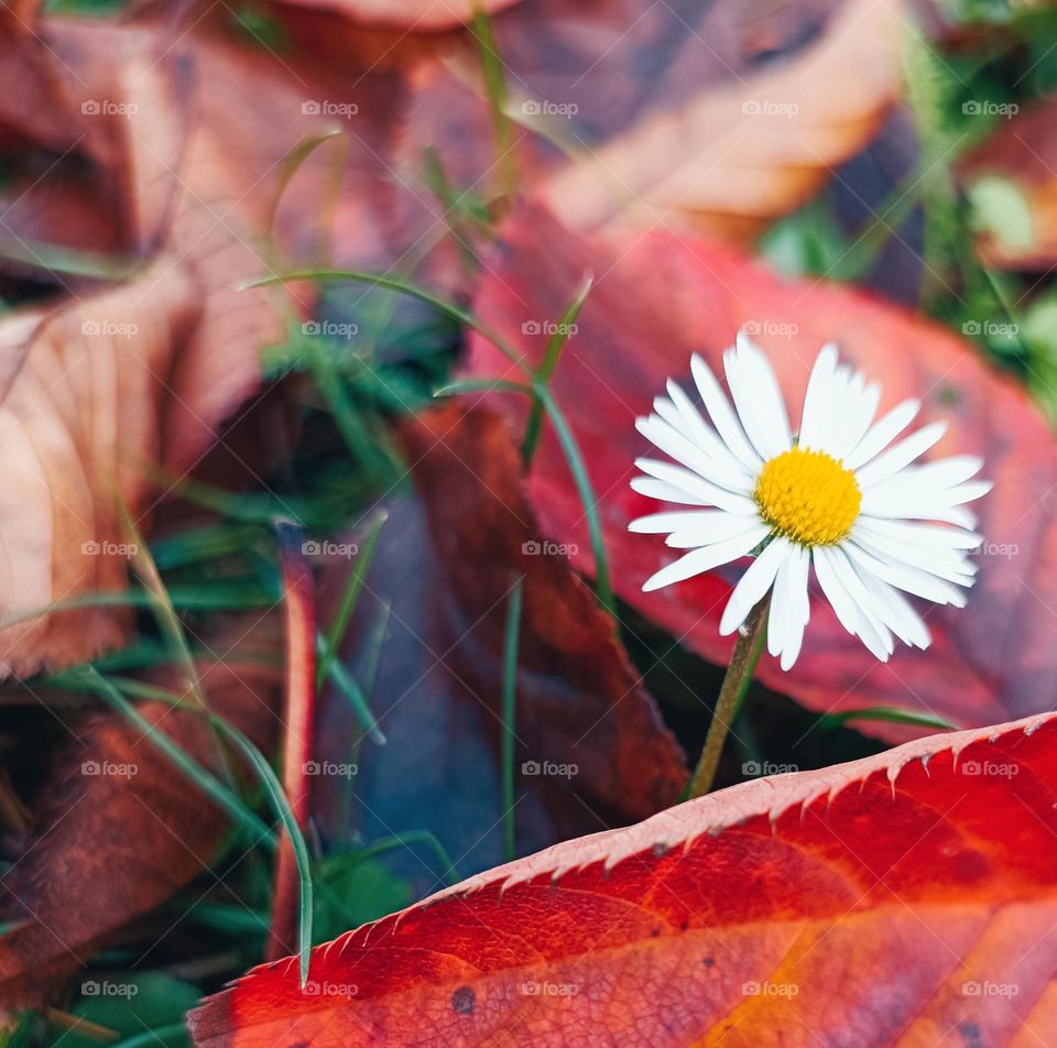 Isolated daisy between red foliage and green blades of gras