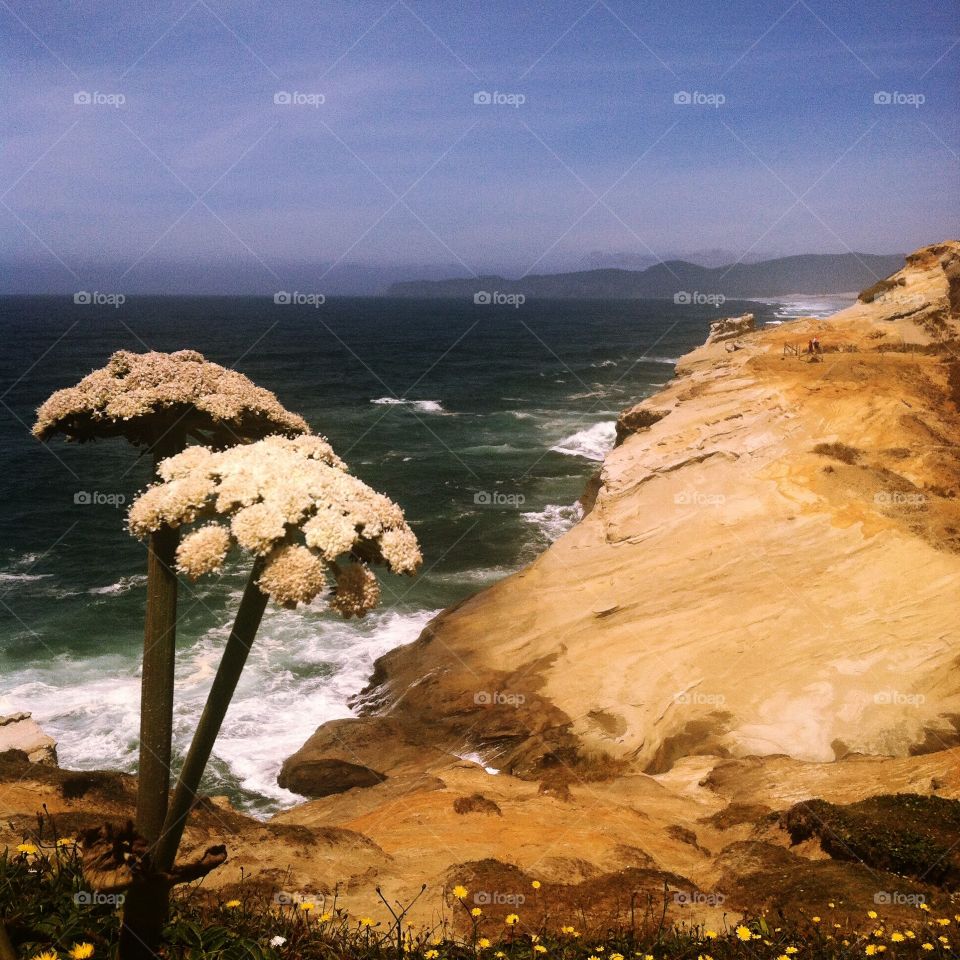 Flowers on the Oregon coast