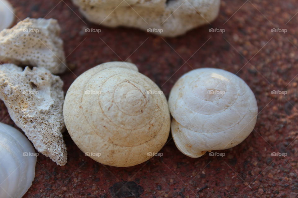 seashells