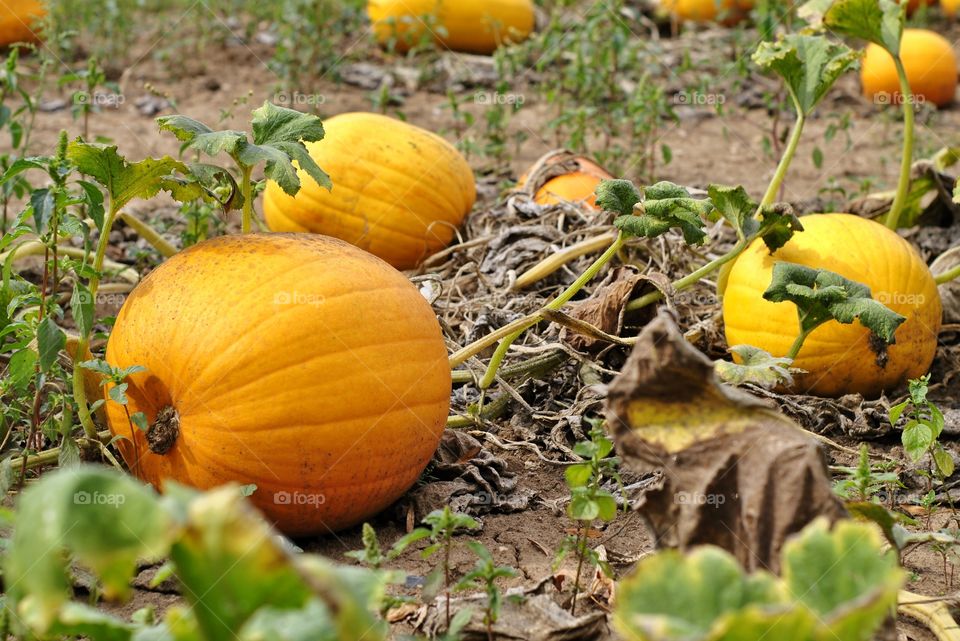 Pumpkins on the field