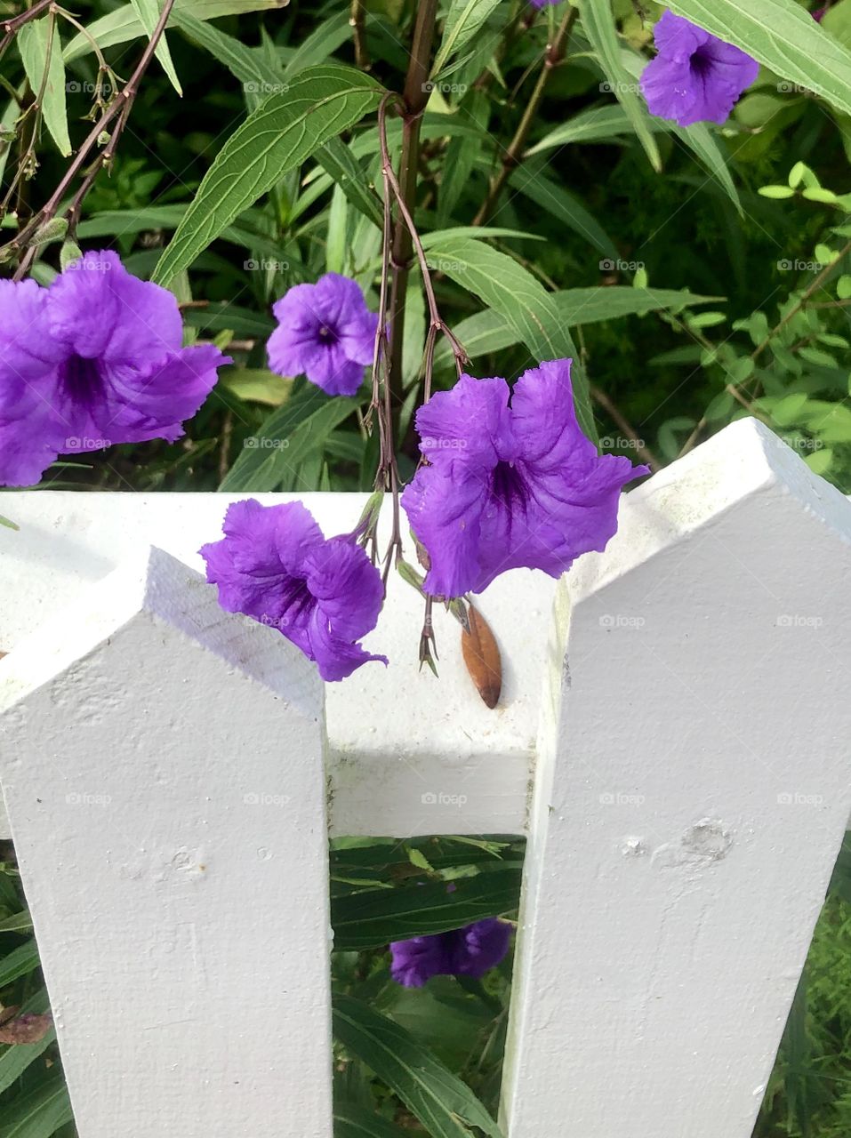 Flowering shrub behind wooden white fence 