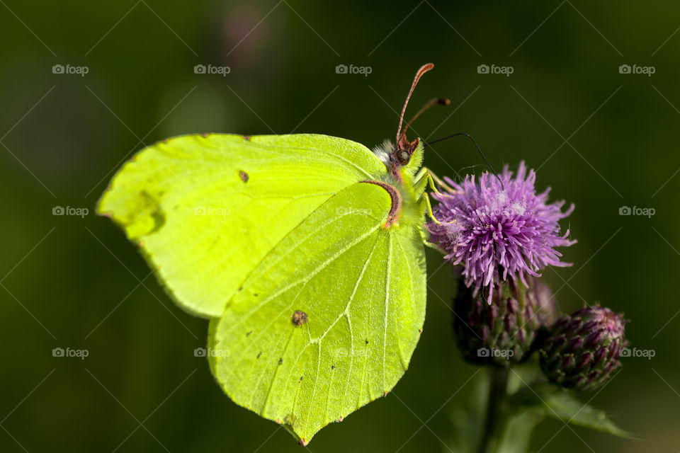 Butterfly on a purple thistle flower. Beautiful green and purple contrast making for a beautiful macro