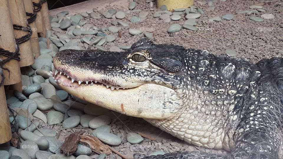 Crocodile