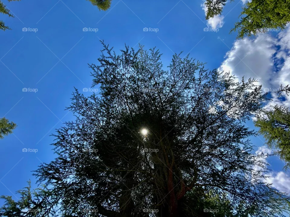 Ode to sky 
