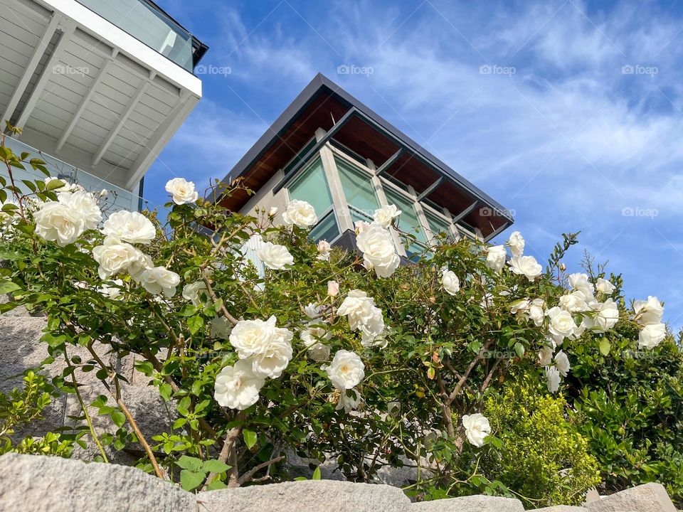 fancy flowery view from the sidewalk in Bird Rock