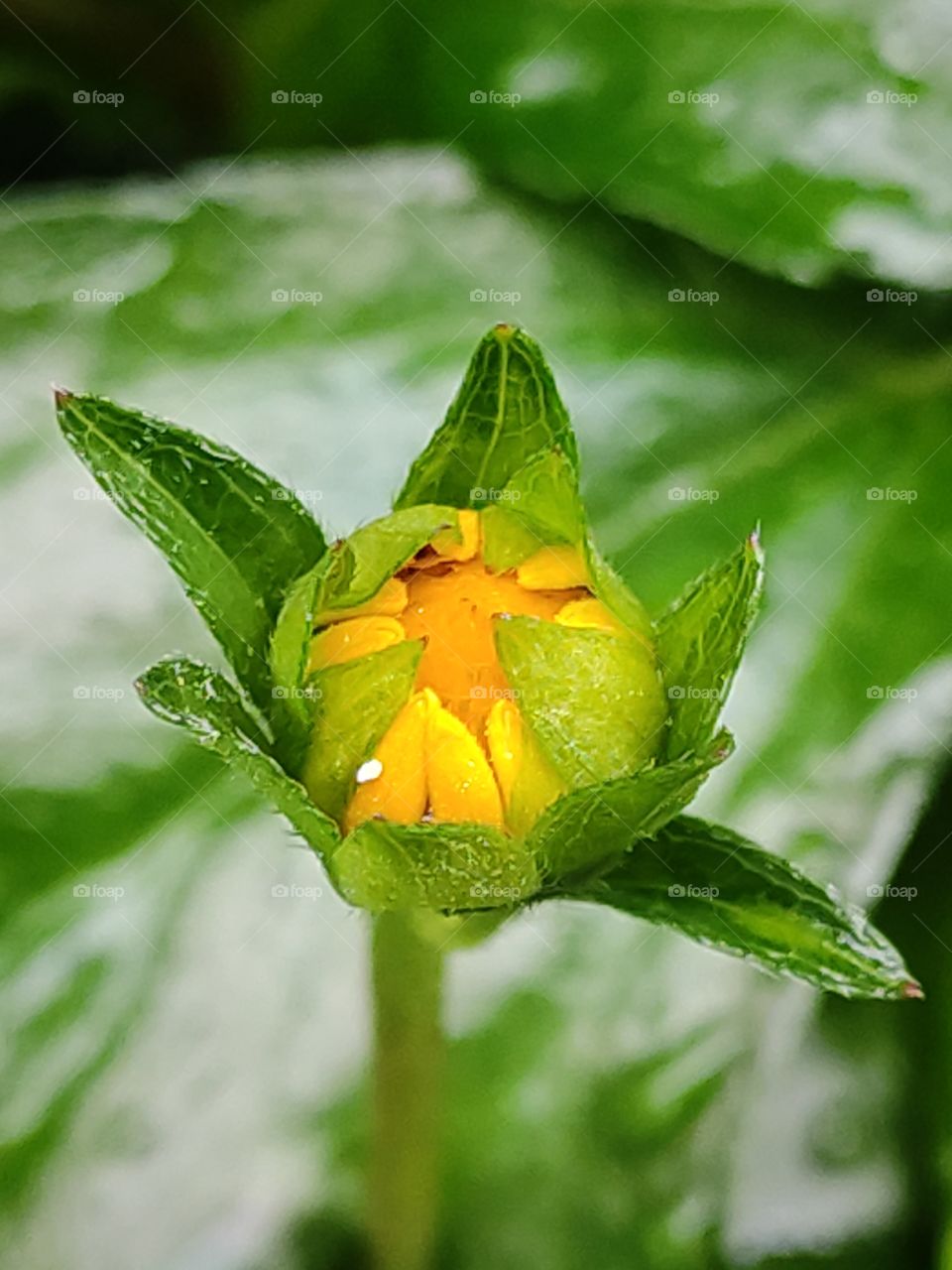 Ready - to - bloom Bud, Flowers are the most beautiful and colorful part of the plants. Glimpse of a rainy morning and flowers blooming is delightful to eyes. Mother nature is truly mesmerising. ❤️