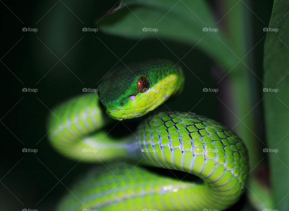 Alarm calling. The sunda's pit viper is silent to the long for camufladge at the similar colour leaf with the skin. Its going to the support to keep itself from the predator, and get feeding from awaiting. When its feel danger, going to standing on ?