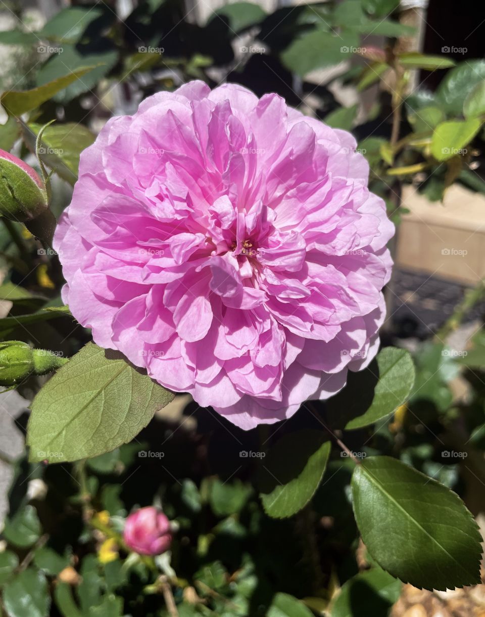 Harlow Carr English Rose 