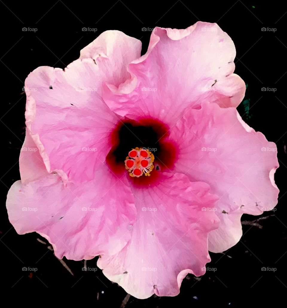 Pink hibiscus 