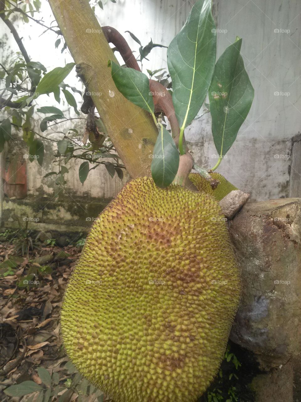 Mrs. JACK FRUIT  been pregnant ,so dont go anywhere !!!!...???..wait and feel .