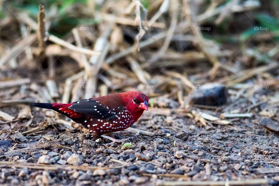 Red Avadavat