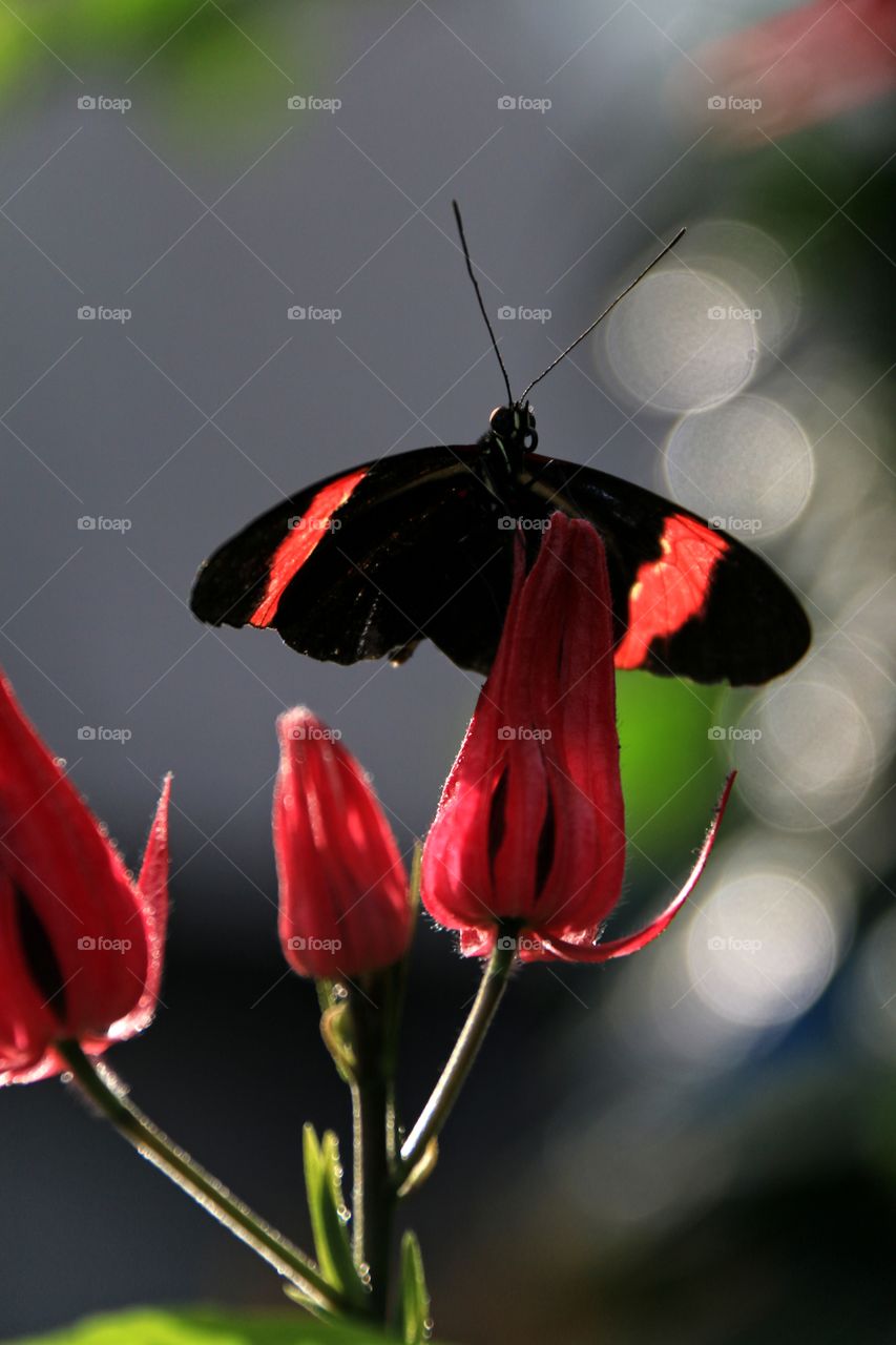Black and red butterfly on red tropical flower close-up macro