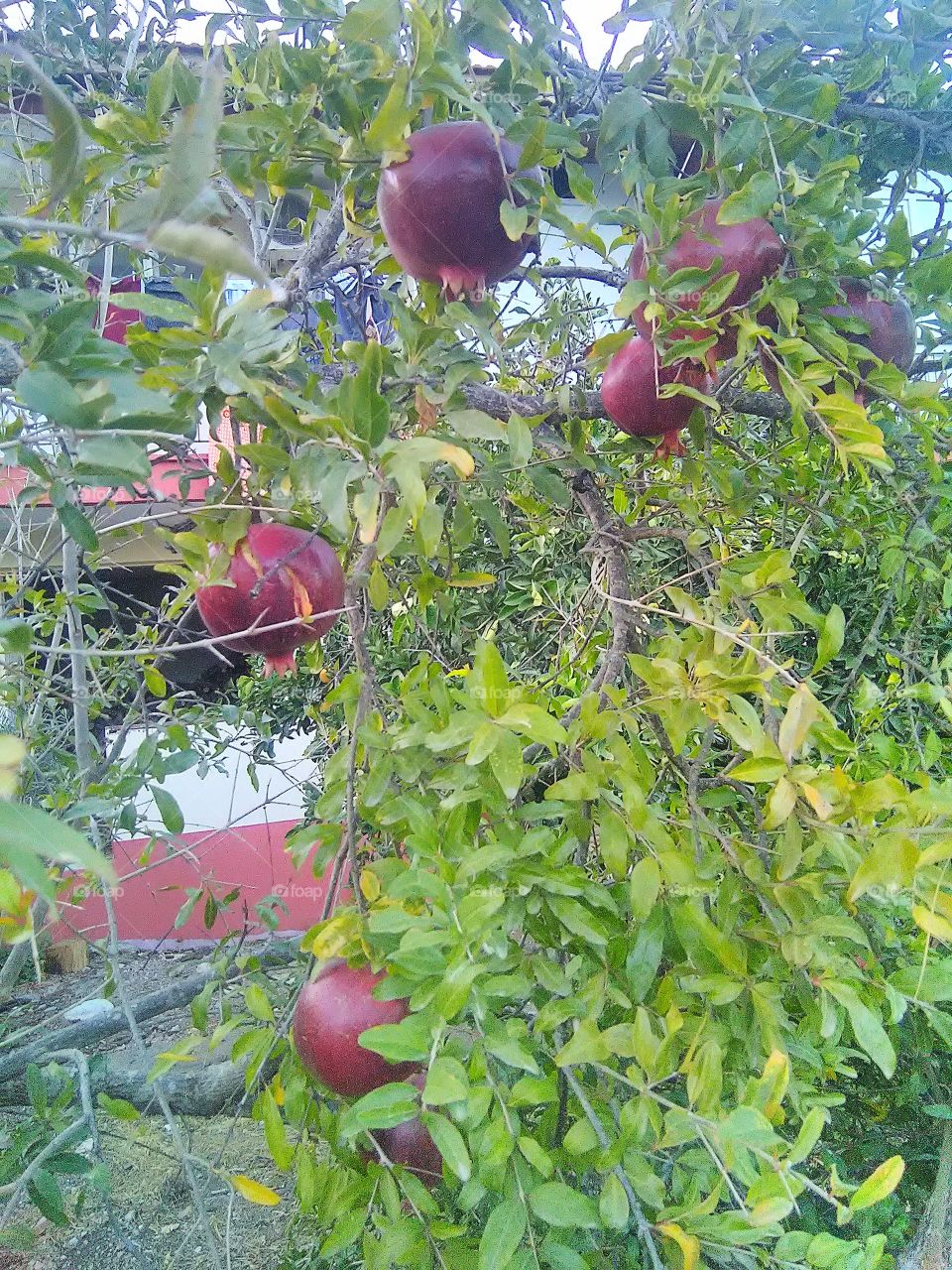wild fruits in forest