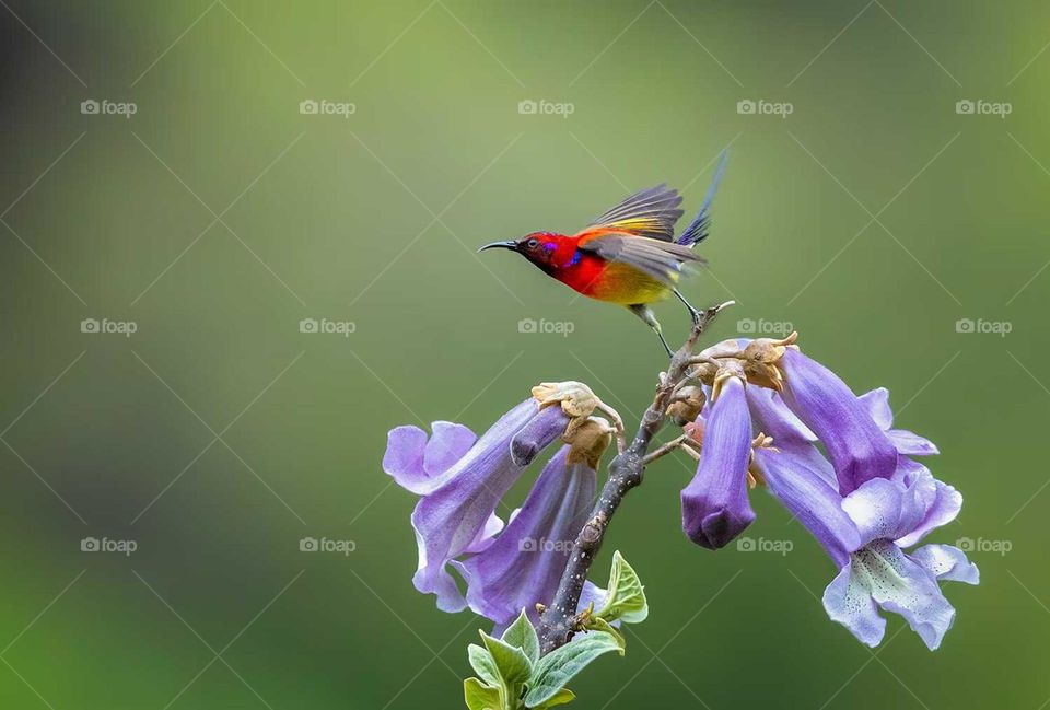 Paulownia flowers are as pink and delicate as the rosy clouds, adorning the branches in spring.
The Mrs. Gould's Sunbird is as gorgeous as a rainbow, fluttering like a fairy in the forest.
In the gentle spring breeze, they sing and dance merrily, sho