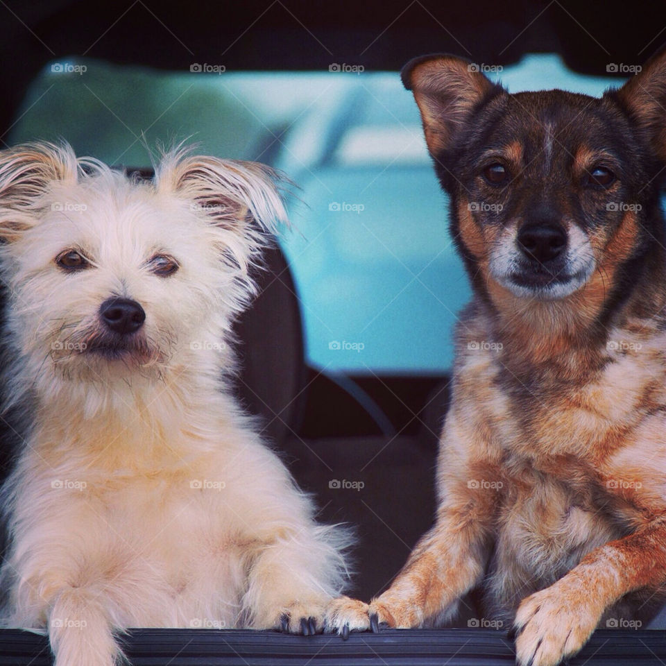 Travel dogs