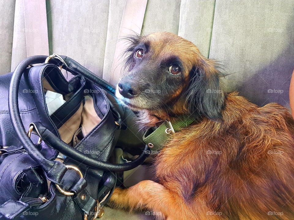 The cutest pets in the world