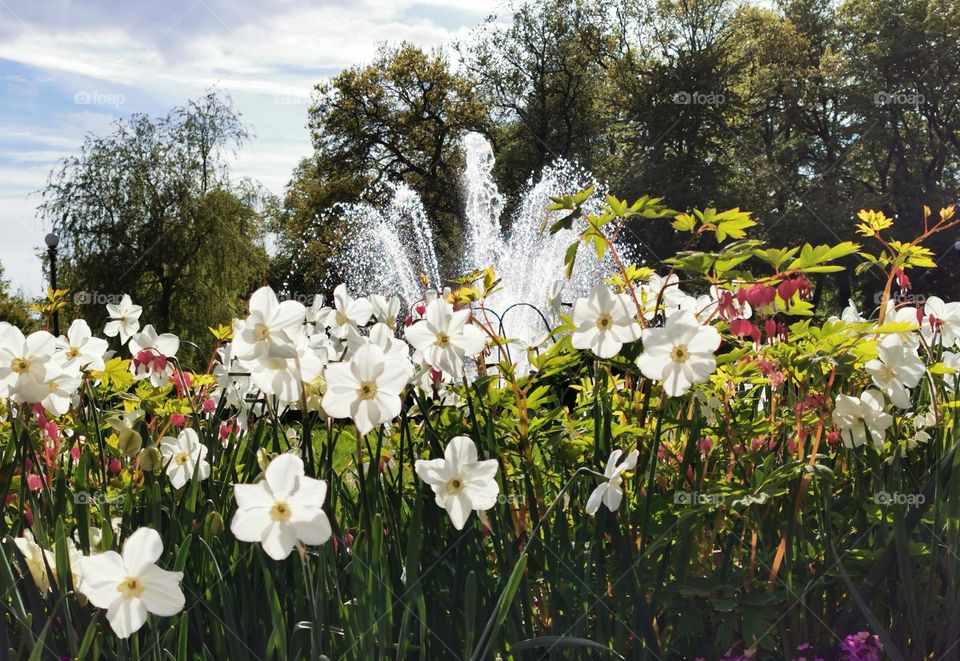 Flowers and fountain in the park