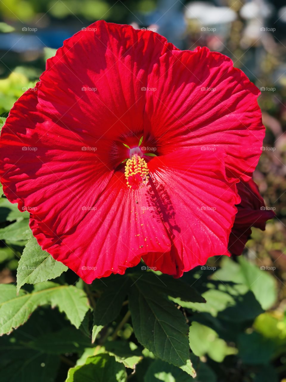 Hibiscus flower 