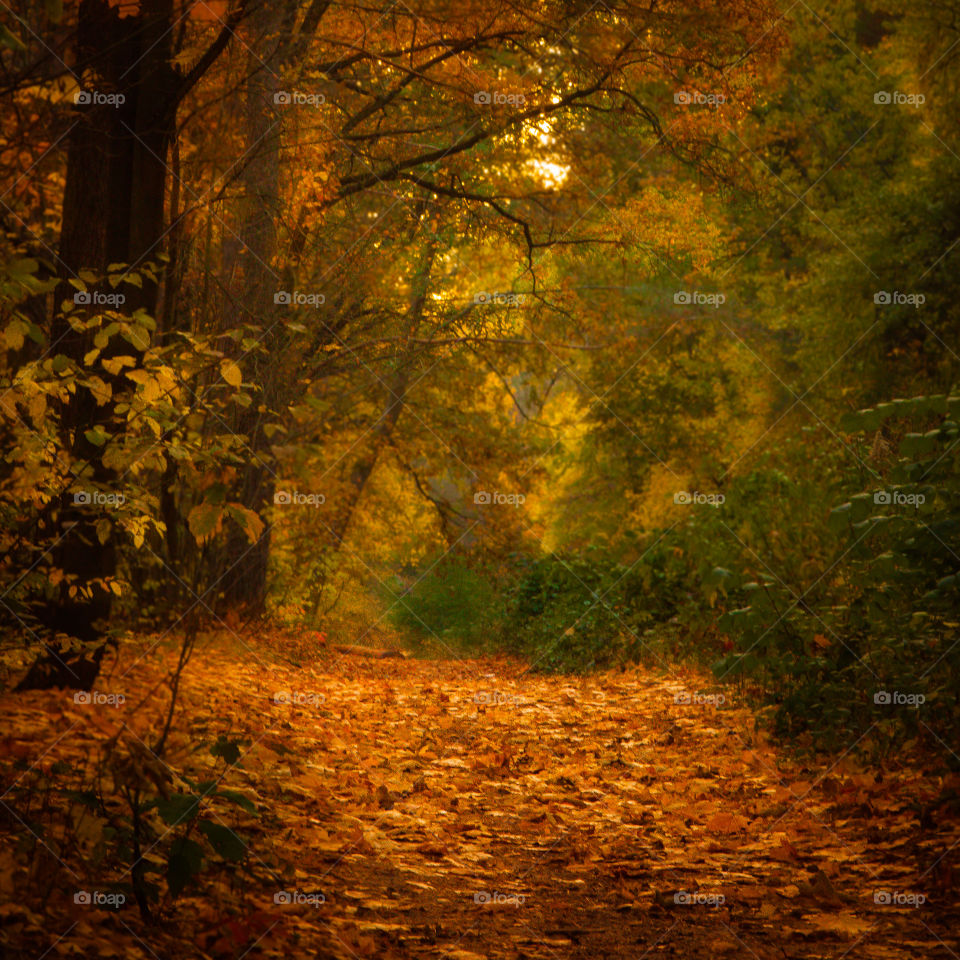 Autumn forest 