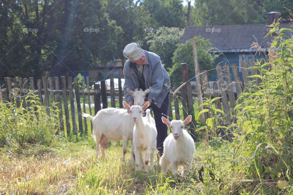 A shepherd, a goat and goatlings stand with wooden fence and tall nettles on the background