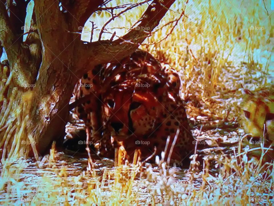 This is a very beautiful leperd hunting descoverd.